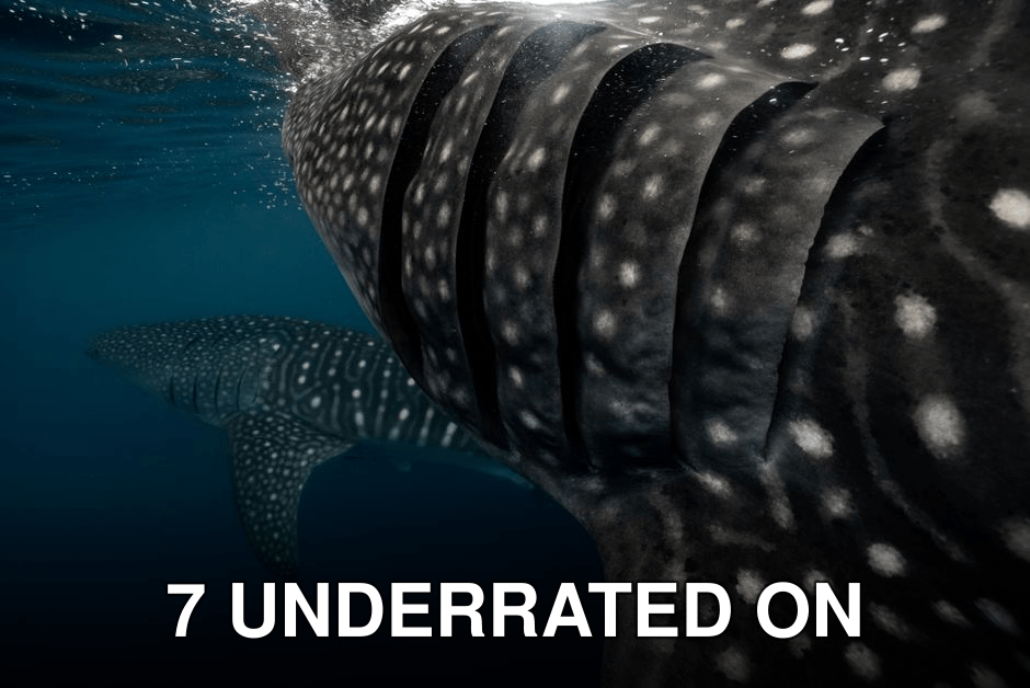 Majestic whale sharks swimming gracefully in ocean depths. Stunning underwater scene.