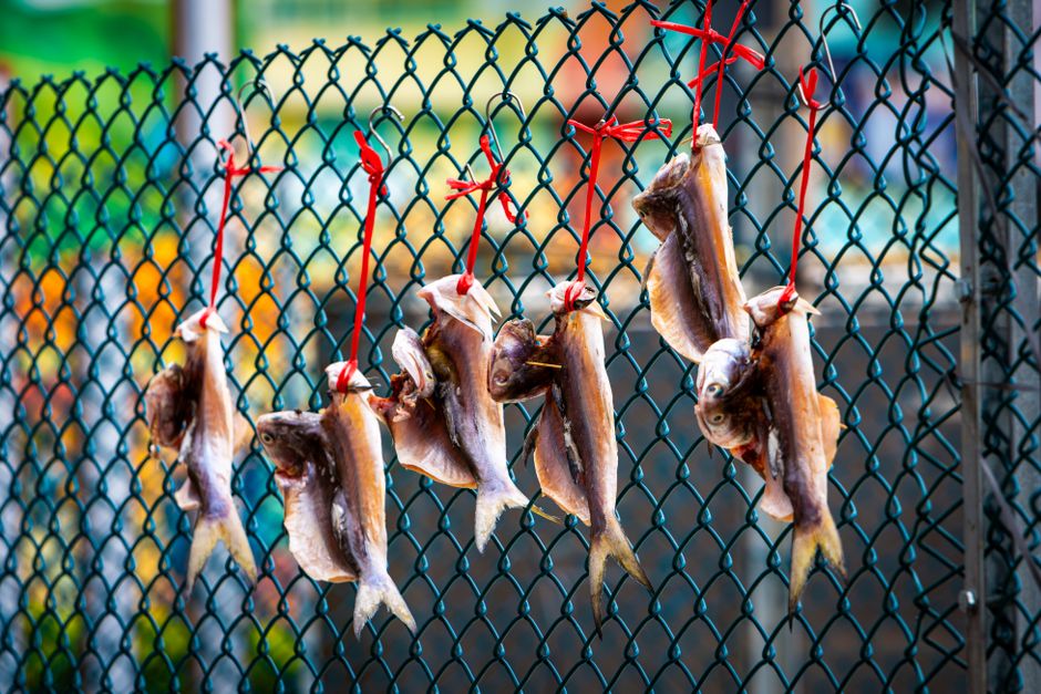 Close-up of dried fish hanging on a fence with red ties, vibrant outdoor setting.