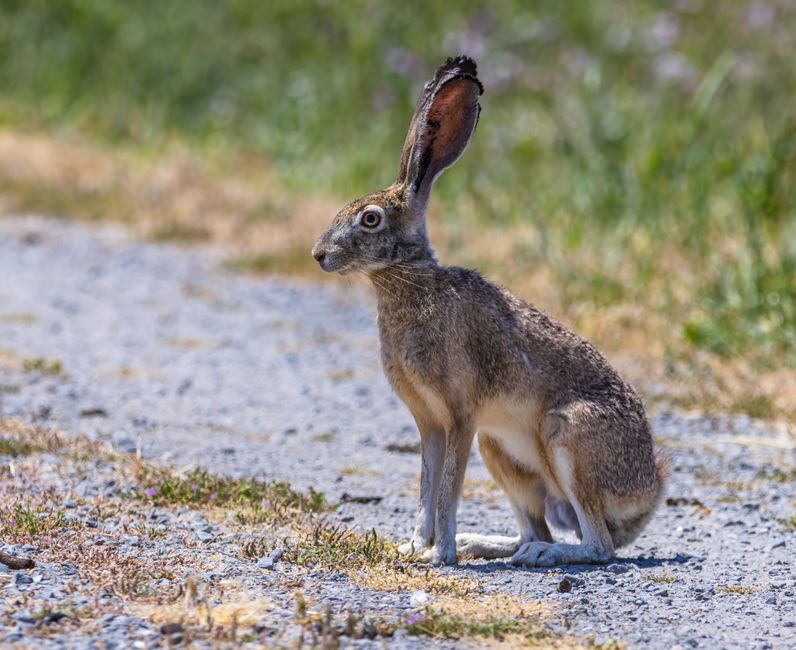 Wild Black-Tailed Jackrabbit on a sunny path, showcasing its long ears and sharp gaze in natural habitat.