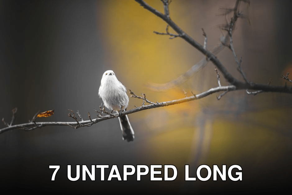 A long-tailed tit perched on a branch with a soft bokeh background in autumn.