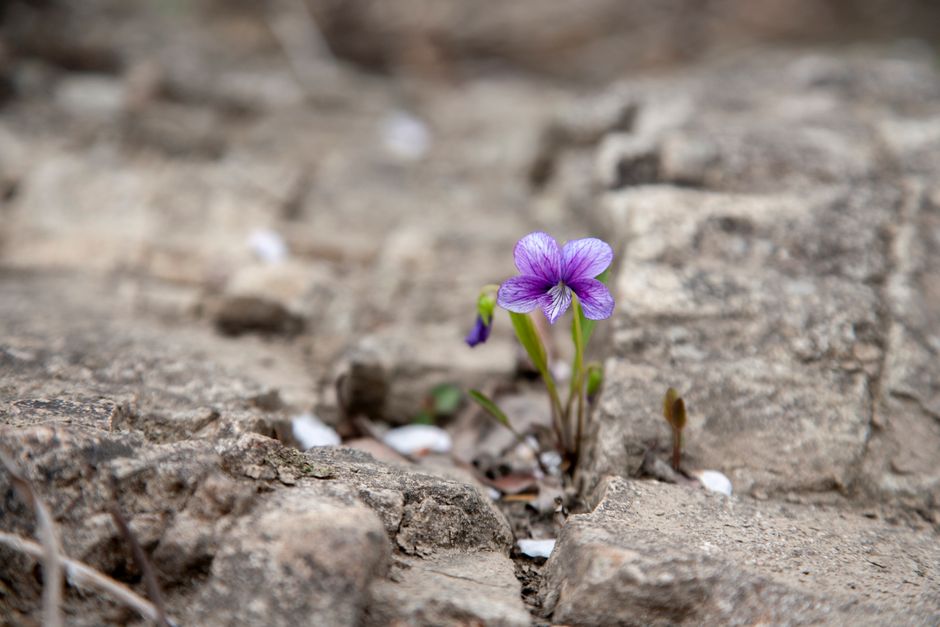 Close-up of a purple wildflower blooming amidst rugged rocks, symbolizing resilience.