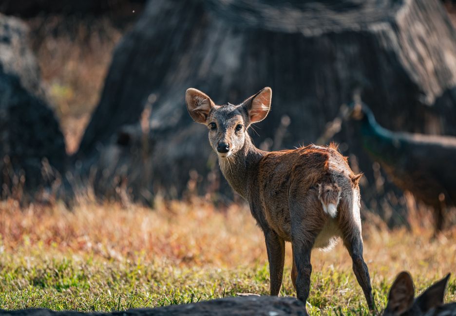 A young deer stands gracefully in a sunlit forest glade, captured in natural habitat in Thailand.