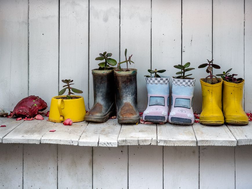 Vibrant rain boots repurposed as plant pots on a rustic wooden shelf. Creative sustainable decor.