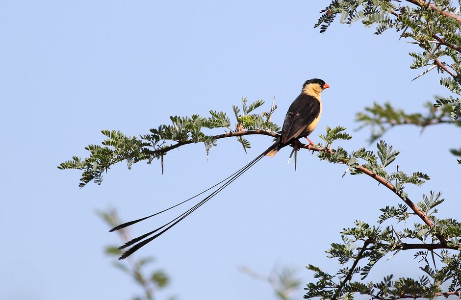 Shaft-tailed Whydah (Vidua regia) on an Acacia branch in a natural setting.