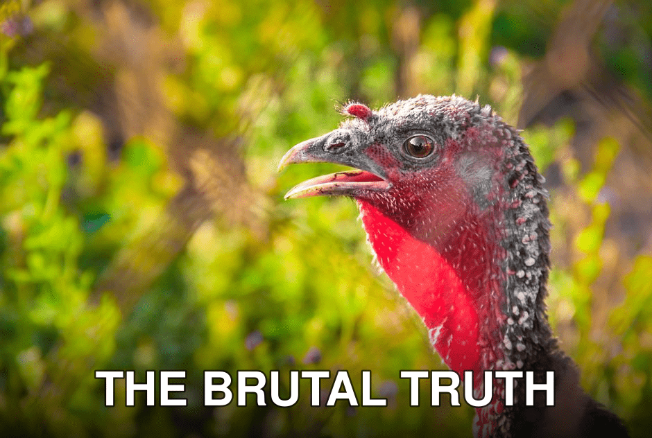 Vibrant close-up of a wild turkey against a lush green background, showcasing its colorful plumage.