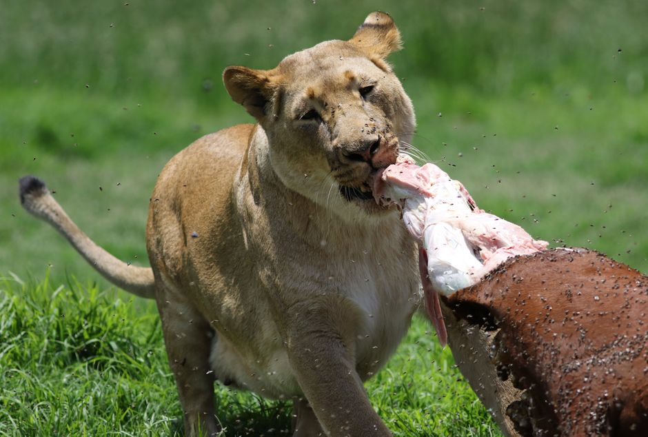 Close-up of a lioness feeding on prey in a natural reserve, showcasing the raw power of wildlife.