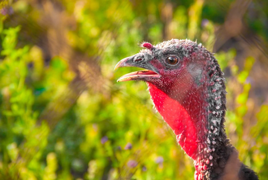 Vibrant close-up of a wild turkey against a lush green background, showcasing its colorful plumage.