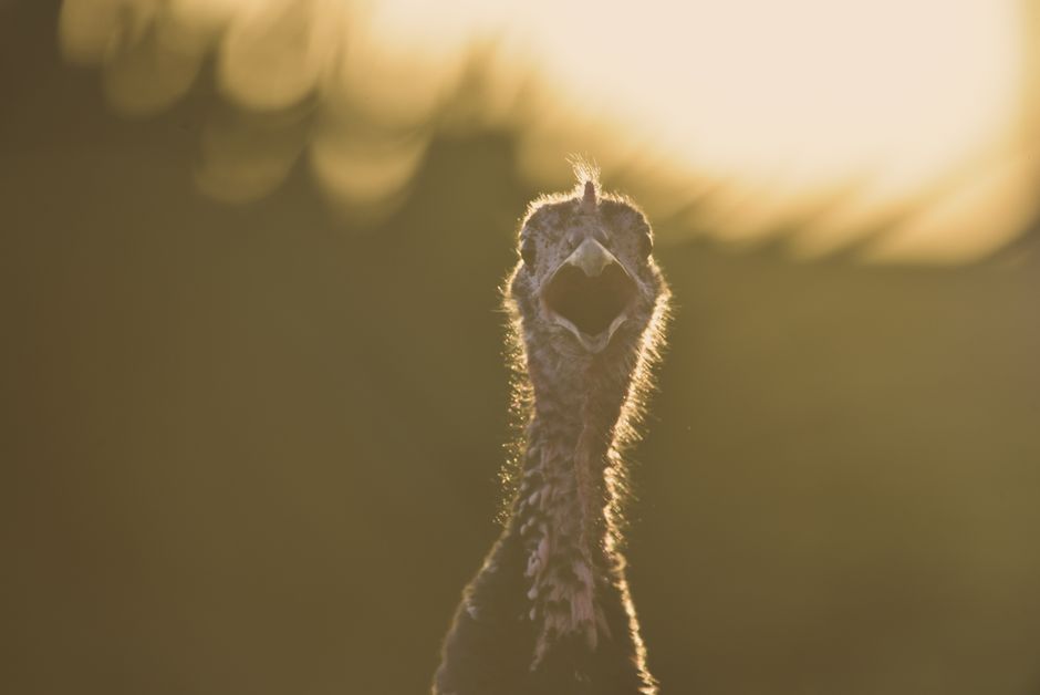 A vibrant close-up of a turkey with a blurred golden background enhancing its natural beauty.