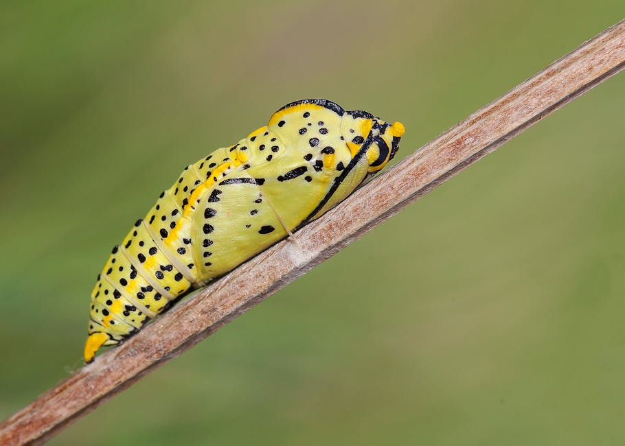 Detailed macro shot of a colorful butterfly chrysalis hanging on a twig.