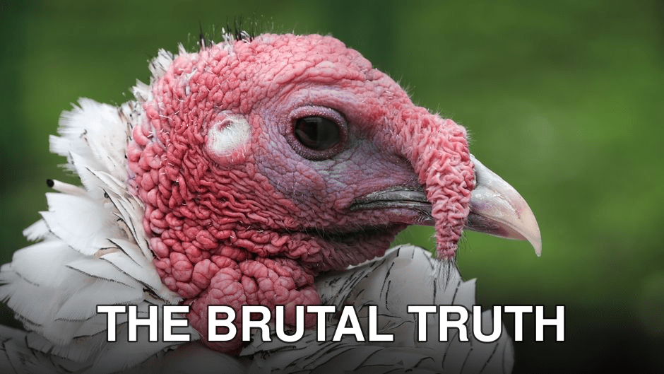 Detailed side view of a wild turkey showcasing its vibrant head against a green background.